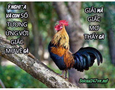 Mo-thay-bat-duoc-ga-danh-con-gi