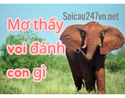 Nam-mo-thay-voi-danh-con-gi